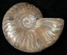 Flashy Red Iridescent Ammonite - Wide #16701-1